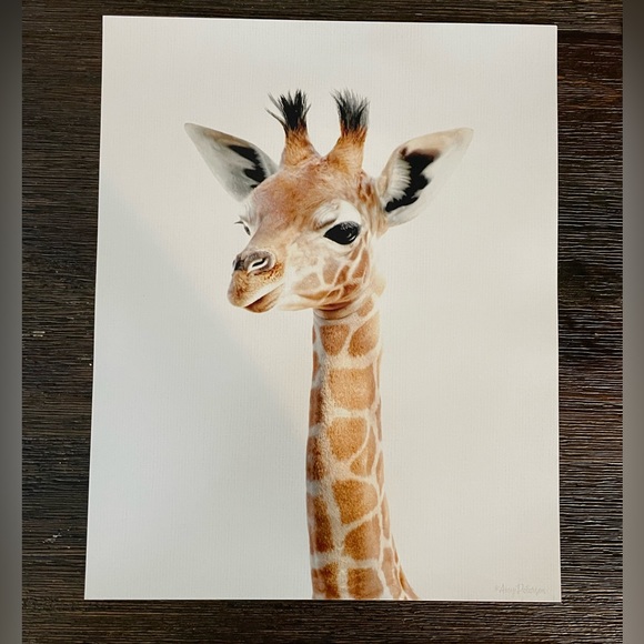 8x10 in. Safari Baby Animals Nursery Wall Decor, 6 Pictures - Picture 2 of 12